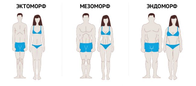 Рацион эндоморфа для похудения. диета для эндоморфа