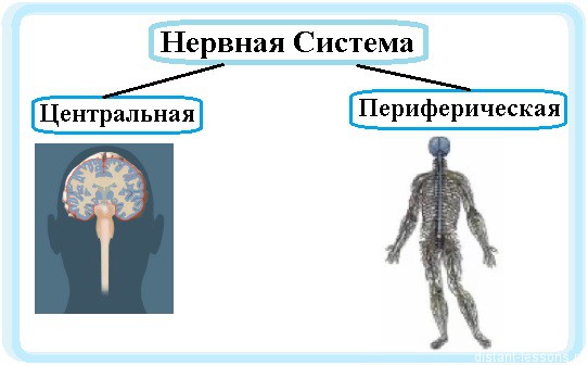 Периферическая нервная система — традиция
