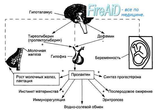 Гормоны гипофизарно-надпочечниковой системы