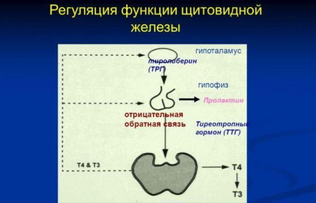 Симптомы заболеваний щитовидной железы