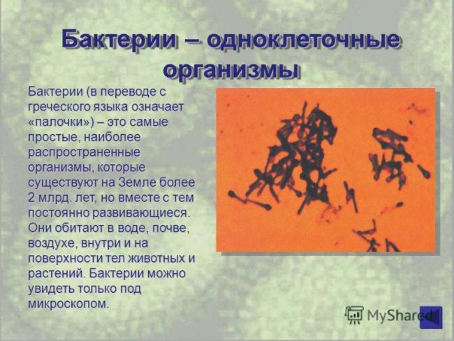 Проект по биологии на тему: «бактерии . разнообразие бактерий. место и значение бактерий на планете земля»