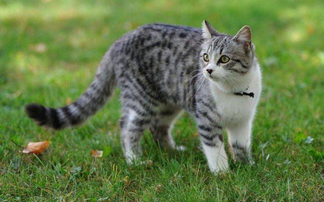 PRO PLAN VETERINARY DIETS FORTIFLORA для кошек для нормализации баланса кишечной микрофлоры