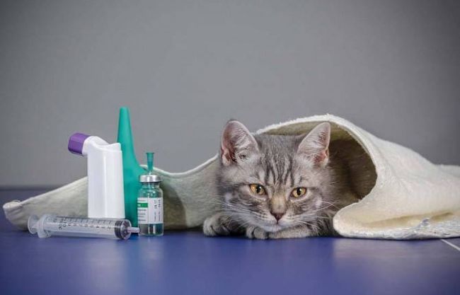 8 часто встречаемых вирусных инфекций у кошек: диагностика, симптомы, лечение, методы профилактики и прогноз