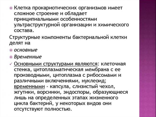 Рибосомы — строение и функции