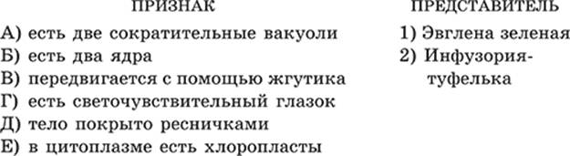 Строение и классификация простейших одноклеточных организмов