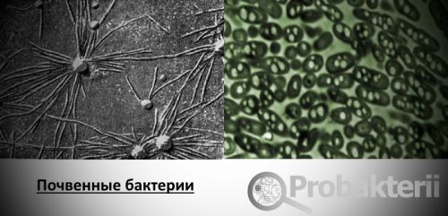 Биология в лицее