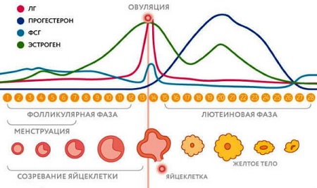 Диагностика полипа эндометрия