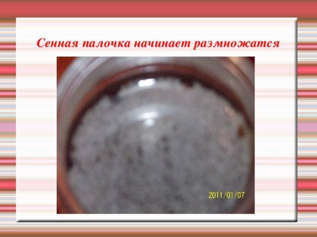Сенная палочка (bacillus subtilis): характеристика, роль в организме человека, применение