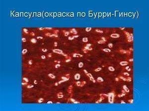 Нарисуем невидимое, или методы окраски микроорганизмов