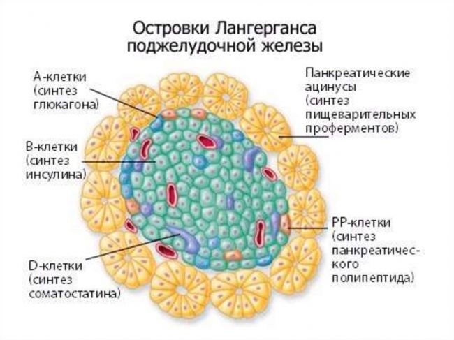 Что такое гормон глюкагон и его роль в организме