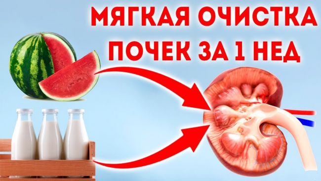 Симптомы болей почек, и чем их лечить из народных средств