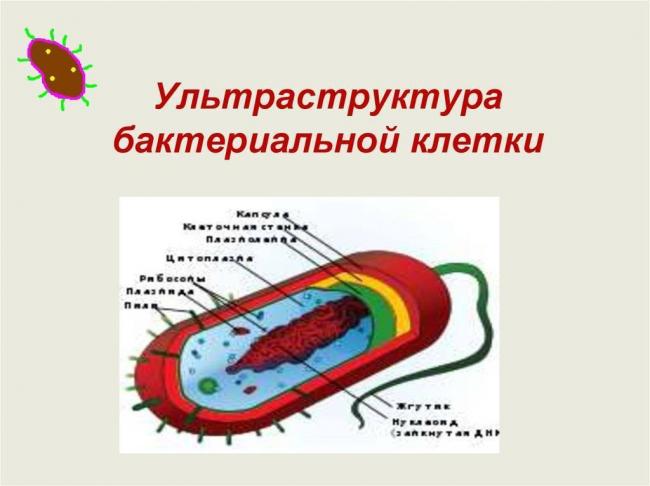 Бактерии. строение бактериальной клетки. формы. фото