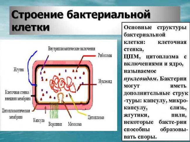 Секреты жизни в рибосомах бактерий