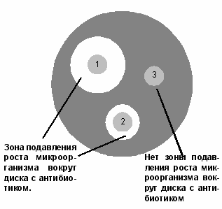 Презентация на тему: "методы определения активности антибиотиков и чувствительности к ним микроорганизмов. кафедра лабораторной диагностики ипо бгму цветкова а.в.". скачать бесплатно и без регистрации.