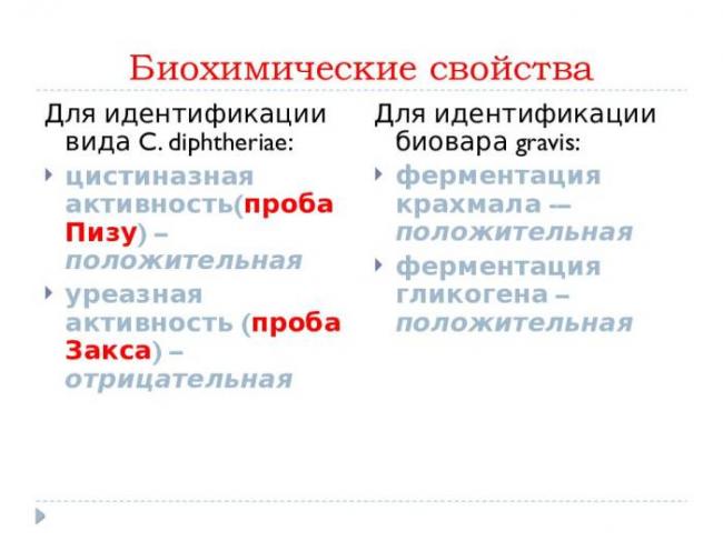 Что такое спирохеты и какой вред они могут причинить человеку