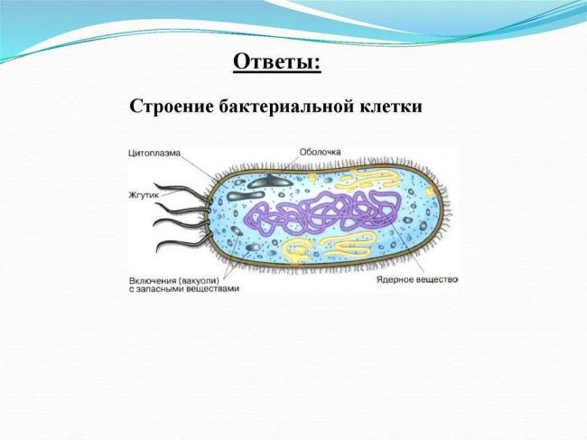 Роль бактерий в жизни человека. полезные бактерии