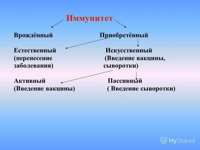 Что такое пассивный иммунитет и как он приобретается