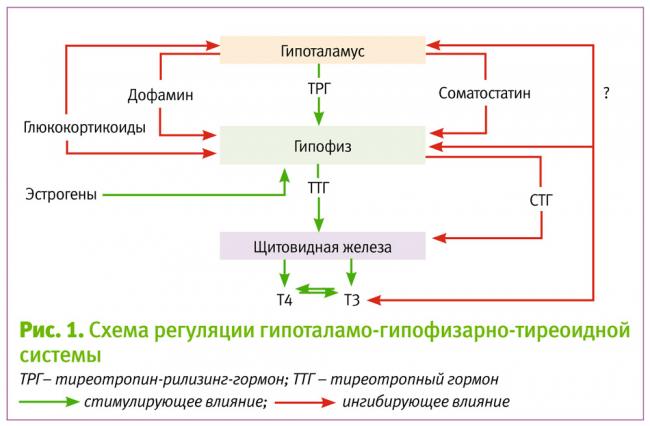 Анализ на гормоны щитовидной железы: расшифровка