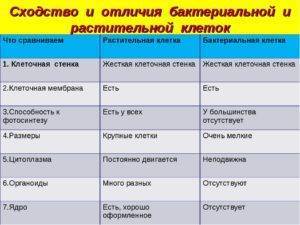 В чем сходство и различие между простейшими и бактериями?