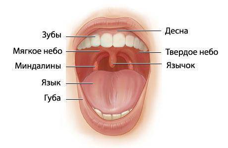 Как победить хронический тонзиллит – схема лечения миндалин