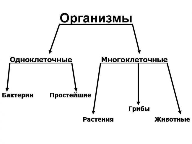 Чем и как отличаются бактерии от простейших