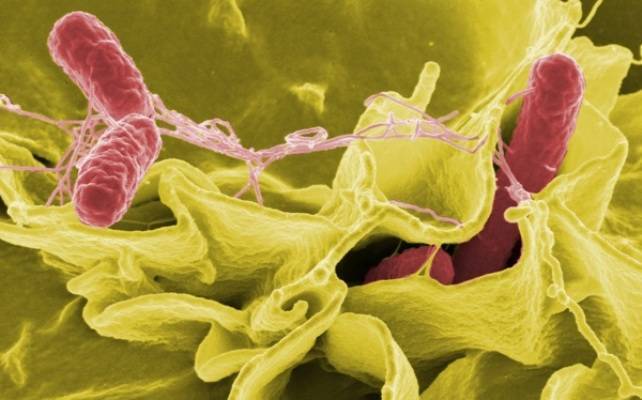 Кишечная палочка (escherichia coli), гкб, окб, ткб