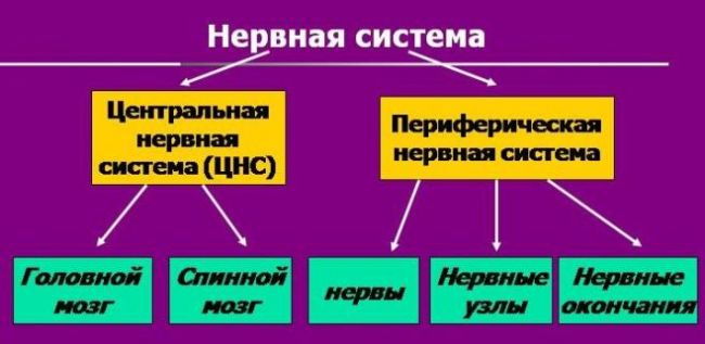 Периферическая нервная система — википедия с видео // wiki 2