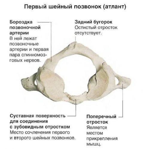 За что отвечает каждый позвонок шейного отдела позвоночника