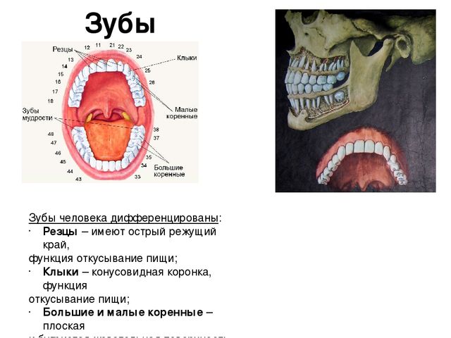 Где вырабатывается желчь