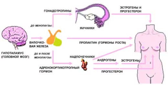 Лечение высокого уровня тгт и пролактина