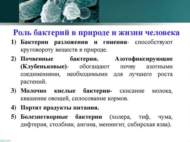 Роль бактерий в природе и жизни человека доклад, сообщение 5, 7 класс