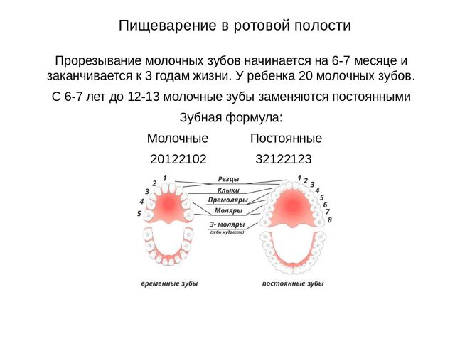 Желчь по желчным протокам поступает в