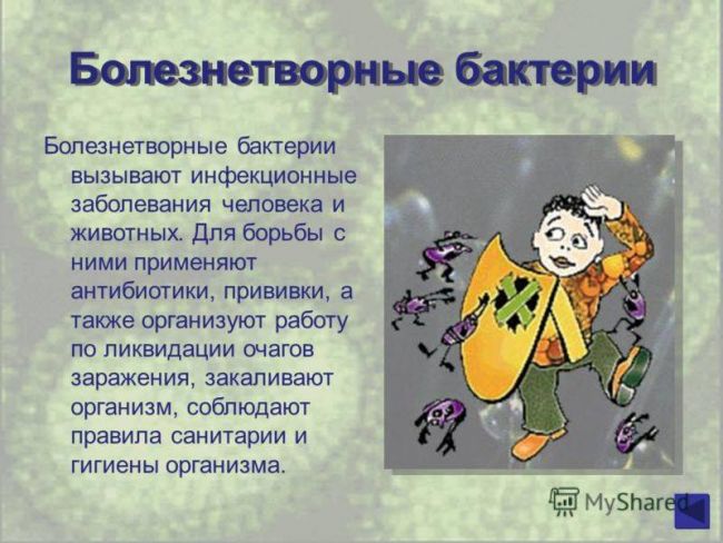 Проект по биологии на тему: «бактерии . разнообразие бактерий. место и значение бактерий на планете земля»