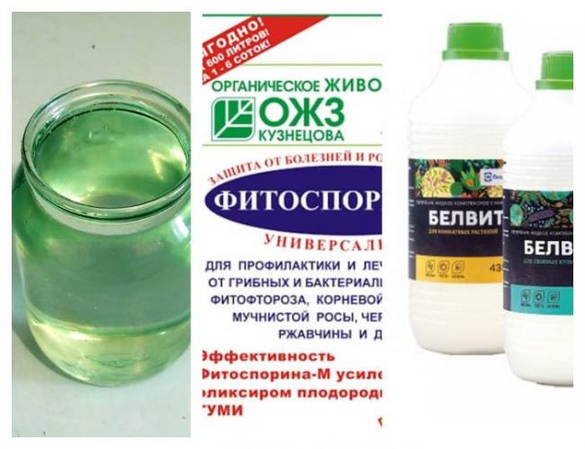 Фитоспорин-м фото, инструкция по применению, отзывы, паста, порошок, жидкий препарат для комнатных растений