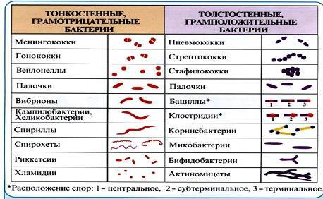 Укажите не менее 3-х отличий — студопедия