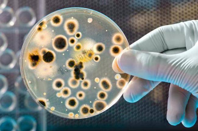 Кишечная палочка (escherichia coli), гкб, окб, ткб