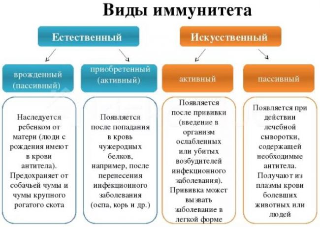 Чем отличается пассивный иммунитет от активного?