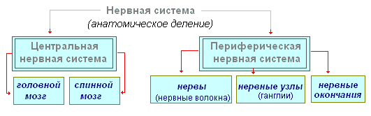 Периферическая нервная система: виды заболеваний, описание