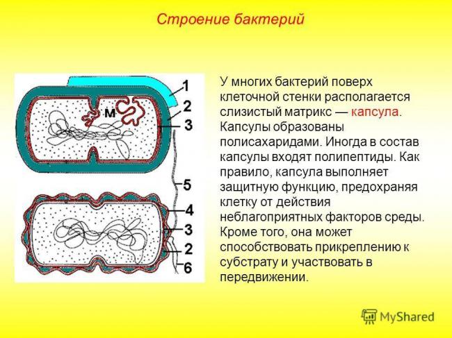 Разнообразие форм и механизмов движения бактерий