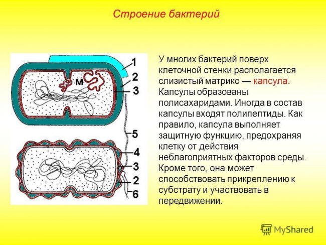 Строение бактерии: особенности. жизнедеятельность и строение бактерий