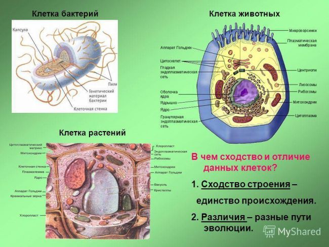 Бактериальные клетки не имеют ядра. в чем еще разница с растительными клетками?