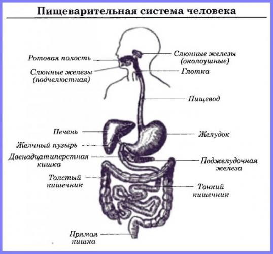 Желчь не поступает в двенадцатиперстную кишку