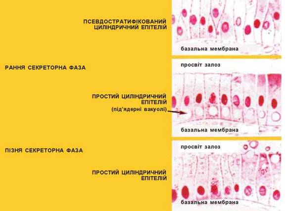 Норма гиперплазии эндометрия матки. гиперплазия эндометрия в пременопаузе: симптомы проявления и способы лечения