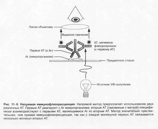 Многообразие методов определения бактерий для решения различных задач