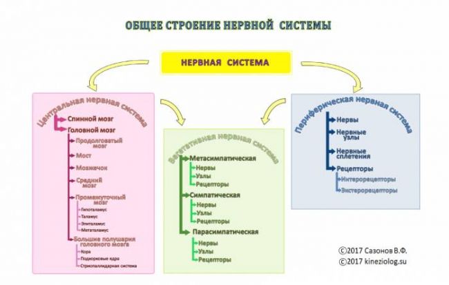 Введение центральная нервная система строение