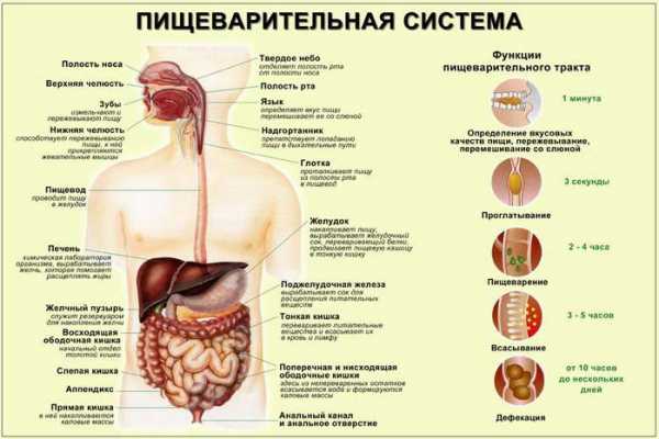 Желчь – важная роль в пищеварении, как выглядит, какую функцию выполняют желчные кислоты