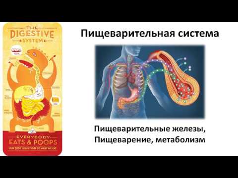 Какой орган выделяет желчь в тонкую кишку