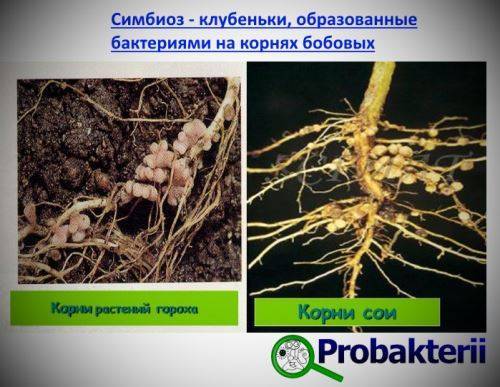 Роль бактерий в природе