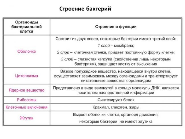 Различные стороны клеточного строения жизни на планете – бактерий, растений и животных