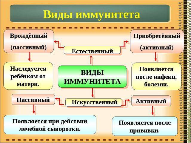 Что такое пассивный иммунитет и как формируется
